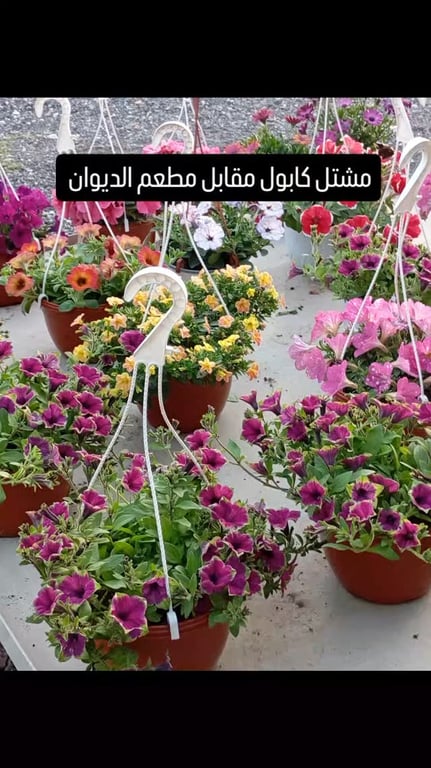 منشور من مشتل كابول