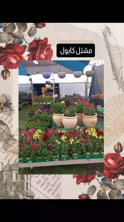 منشور من مشتل كابول