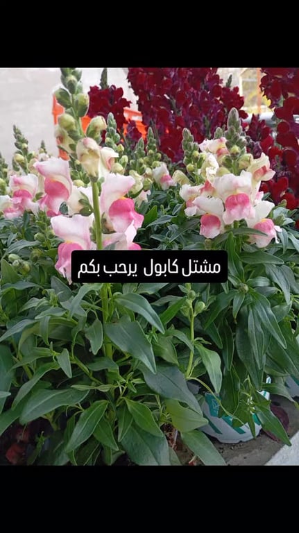 منشور من مشتل كابول