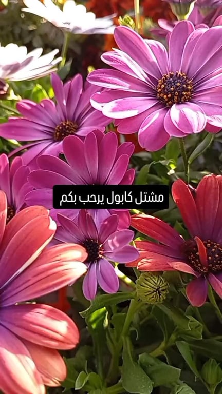 منشور من مشتل كابول