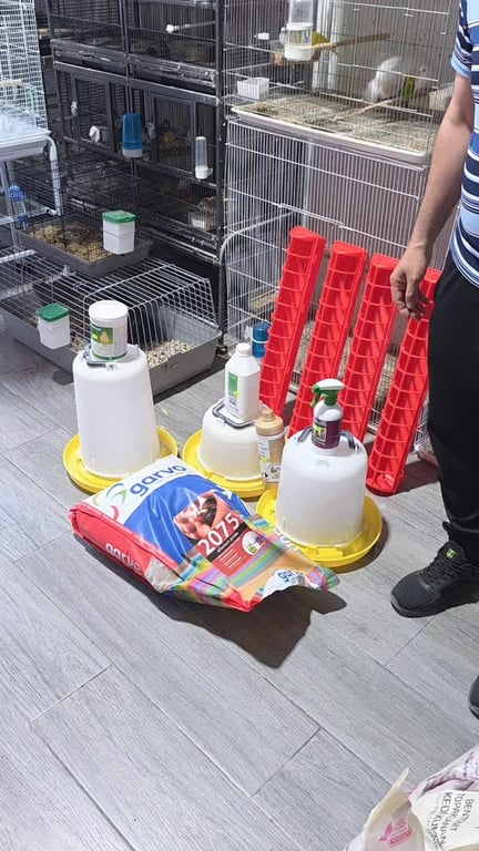 חאלד מכפר שעב מגדל עופות נוי ברמה גבוהה