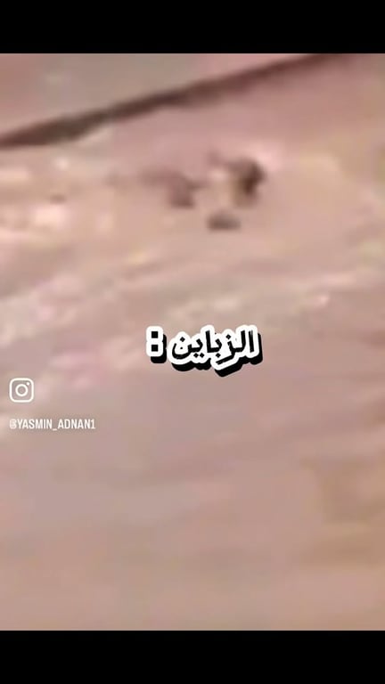 شتا مش شتا ، جاييين ؟ 🤣